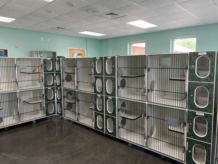 Kitty Retreat RaeZor Grooming Boarding Daycare